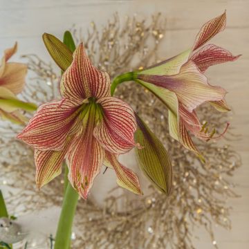 Amaryllis ou Hippeastrum Exotic Star