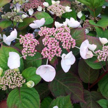 Hortensia - Hydrangea macrophylla Dolce Gipsy®