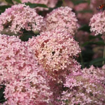 Hortensia rose Pink Annabelle®