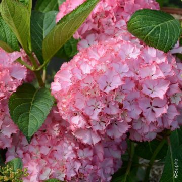 Hortensia ou Hydrangea macrophylla So Long Sunny