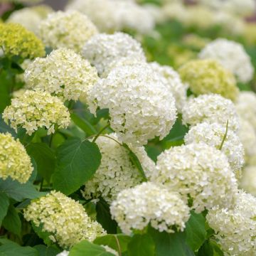 Hortensia arborescens Annabelle Hortensia arborescens Annabelle