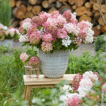 Hortensia paniculé nain GROUNDBREAKER® Blush