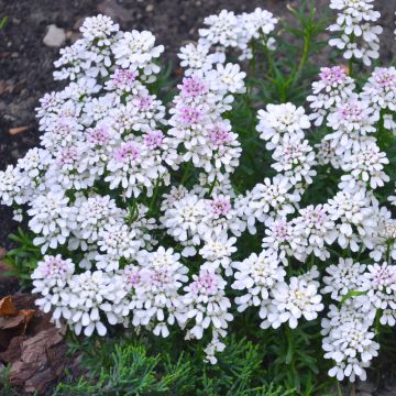 Iberis sempervirens Pink Ice® - Corbeille d'Argent