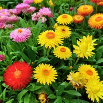 Immortelle à Bractées variée