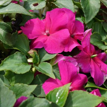 Impatiens Sunpatiens Vigorous Rose Pink Mini-mottes
