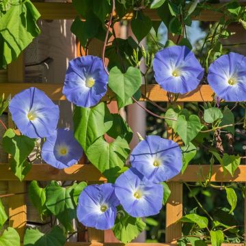 Ipomée géante bleue