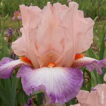 Iris à grandes fleurs Poésie