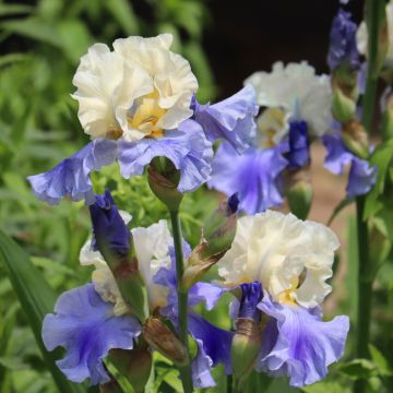 Iris à grandes fleurs Haut les Voiles