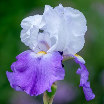 Iris germanica Arpège - Iris des Jardins