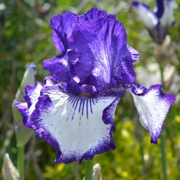 Iris germanica Art Déco