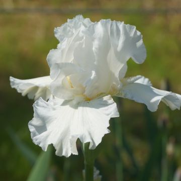 Iris germanica Arctic Age