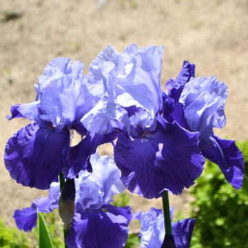 Iris germanica Chelsea Bleu - Iris des Jardins
