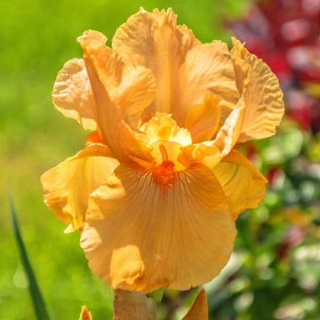 Iris germanica Good Show - Iris des Jardins