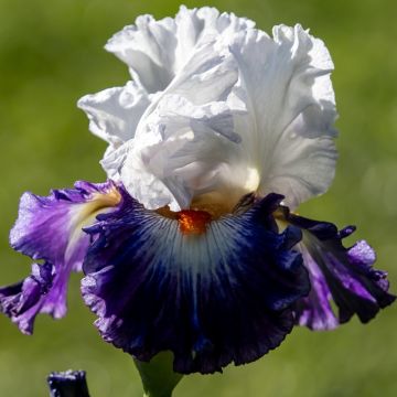 Iris à grandes fleurs Noctambule