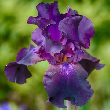Iris germanica Rosalie Figge - Iris des Jardins
