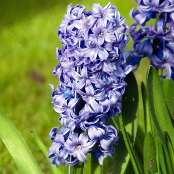 Jacinthe à massifs Delft Blue