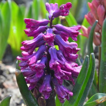 Jacinthe Woodstock