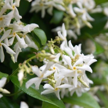 Jasmin Etoilé ou Trachelospermum jasminoides
