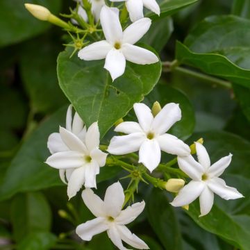 Jasmin d'Arabie - Jasminum sambac