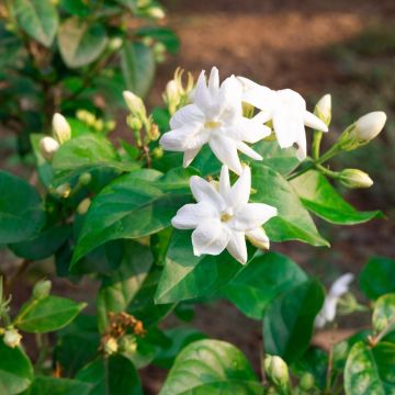 Jasmin officinal, jasmin blanc, vrai jasmin ou Jasminum officinale