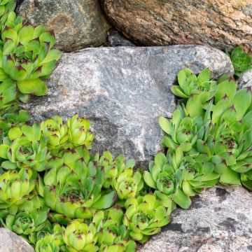 Joubarbe ou Sempervivum CHICK CHARMS ® Appletini