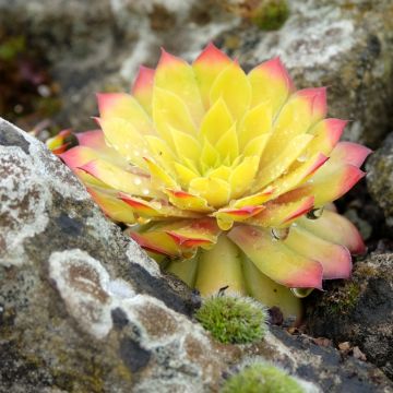 Joubarbe ou Sempervivum CHICK CHARMS ® Gold Nugget
