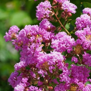 Lilas des Indes - Lagerstroemia indica Enduring Lavender