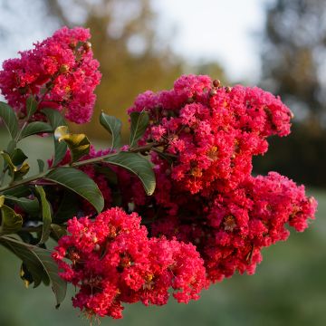 Lilas des Indes - Lagerstroemia indica Enduring Red
