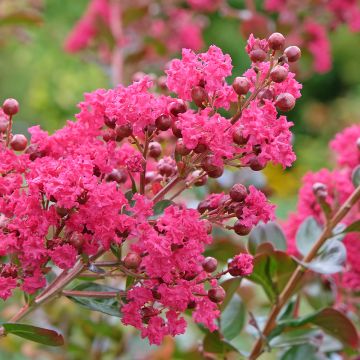 Lagerstroemia indica Bergerac - Lilas des Indes