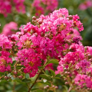 Lagerstroemia indica Jeanne Desmartis - Lilas des Indes