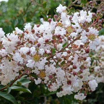Lilas des Indes - Lagerstroemia indica Kimono