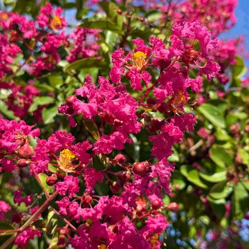 Lagerstroemia indica Margaux - Lilas des Indes