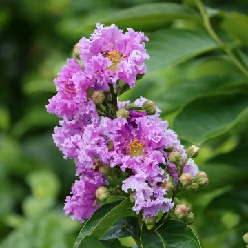 Lilas des Indes nain, Lagerstroemia Petit Canaille Mauve