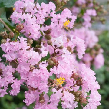 Lagerstroemia indica Soir d'Eté - Lilas des Indes	