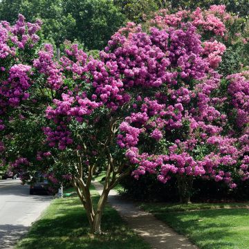 Lagerstroemia indica Souvenir d'Hubert Puard - Lilas des Indes	