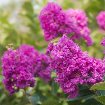 Lilas des Indes, Lagerstroemia Terre Chinoise
