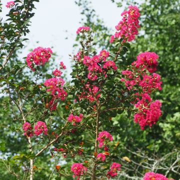 Lagerstroemia indica Grand Cru - Lilas des Indes
