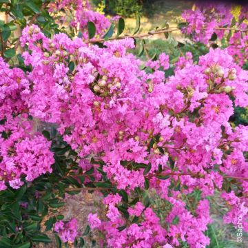Lilas des Indes nain Mimie ® Rose 