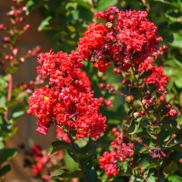 Lagerstroemia Petite Red ou Lilas des Indes