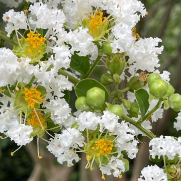 Lilas des Indes Pixie White - Lagerstroemia indica
