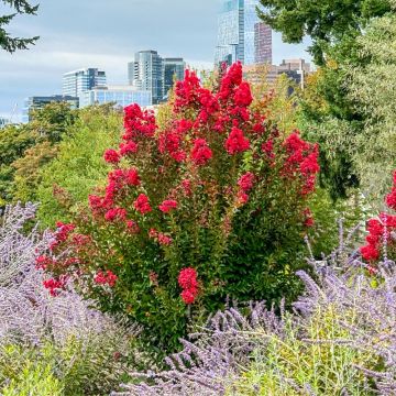 Lagerstroemia indica ‘Red Imperator’ ou Lilas des Indes rouge