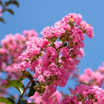 Lagerstroemia indica Yang Tse - Lilas des Indes	