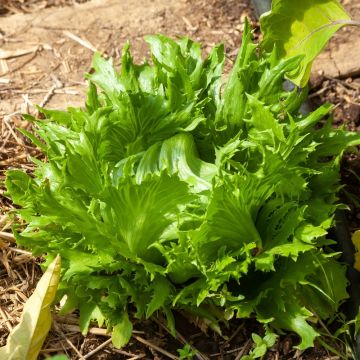 Laitue Batavia Reine des Glaces