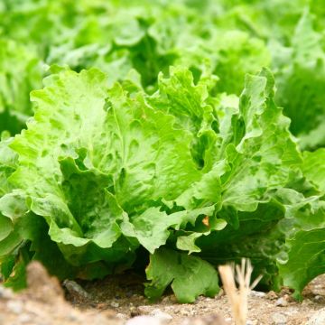 Laitue batavia de Pierre Benite