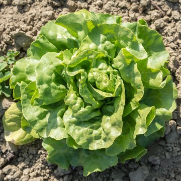 Laitue pommée Craquerelle du midi