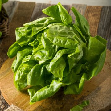 Laitue pommée Grosse Blonde Paresseuse