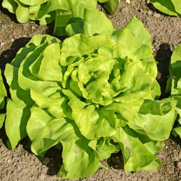 Laitue pommée Kagraner Sommer 3