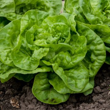 Laitue pommée Kinemontepas