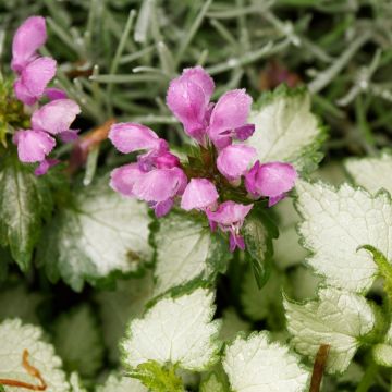 Lamium maculatum Beacon Silver - Lamier argenté rose magenta
