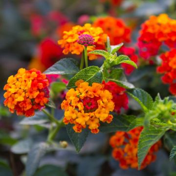 Lantana Bloomify Red